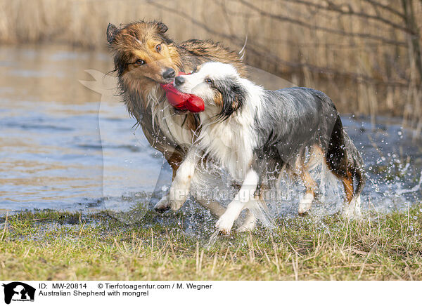 Australian Shepherd with mongrel / MW-20814
