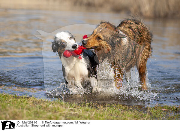 Australian Shepherd with mongrel / MW-20816