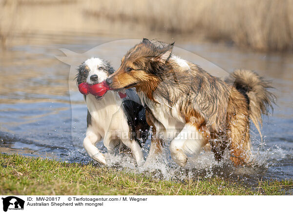 Australian Shepherd with mongrel / MW-20817