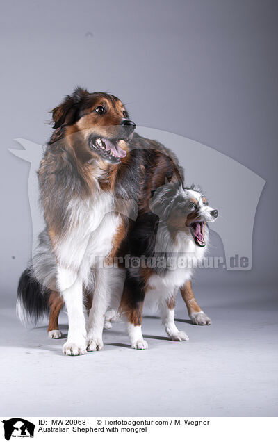 Australian Shepherd mit Mischling / Australian Shepherd with mongrel / MW-20968
