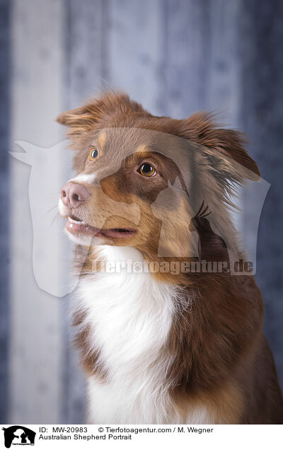 Australian Shepherd Portrait / Australian Shepherd Portrait / MW-20983