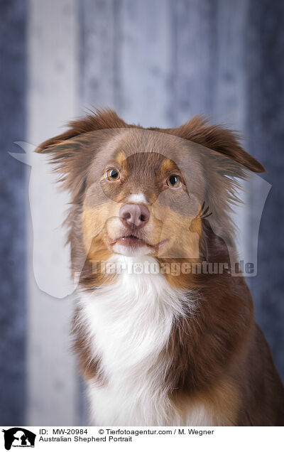 Australian Shepherd Portrait / Australian Shepherd Portrait / MW-20984