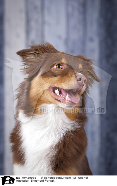 Australian Shepherd Portrait / Australian Shepherd Portrait / MW-20985
