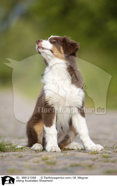 sitzender Australian Shepherd / sitting Australian Shepherd / MW-21066
