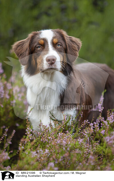 stehender Australian Shepherd / standing Australian Shepherd / MW-21096