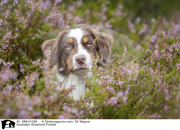 Australian Shepherd Portrait / Australian Shepherd Portrait / MW-21099