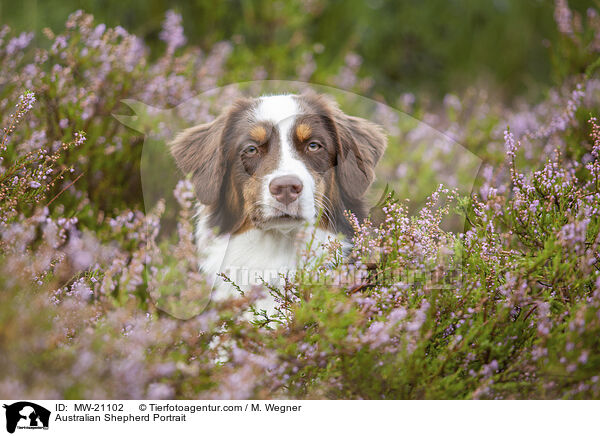 Australian Shepherd Portrait / Australian Shepherd Portrait / MW-21102