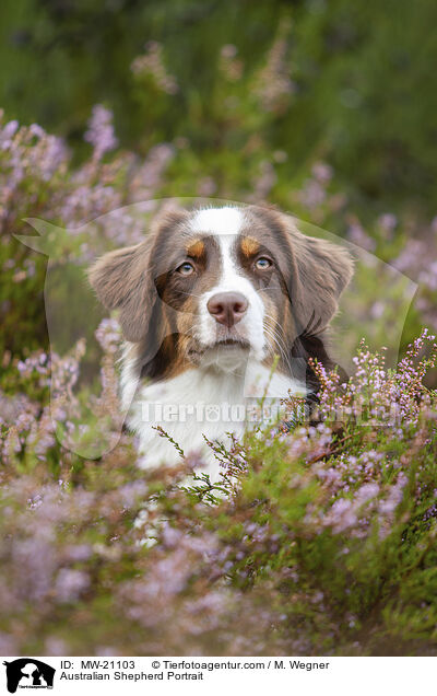 Australian Shepherd Portrait / Australian Shepherd Portrait / MW-21103