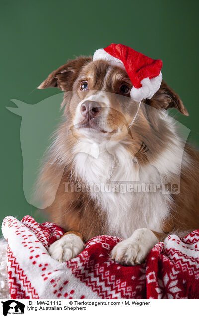 liegender Australian Shepherd / lying Australian Shepherd / MW-21112