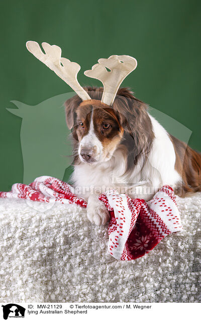 liegender Australian Shepherd / lying Australian Shepherd / MW-21129