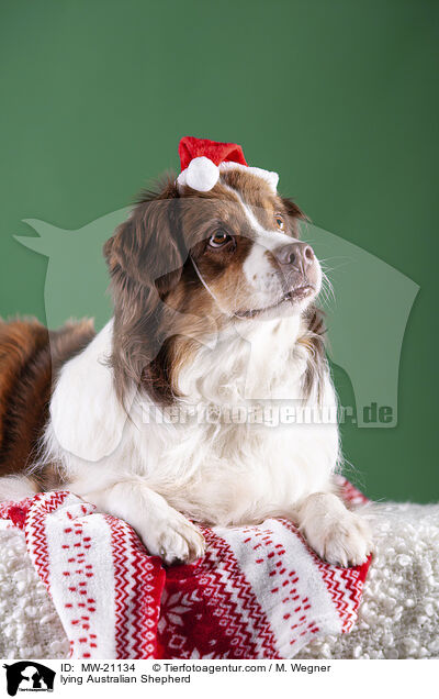 liegender Australian Shepherd / lying Australian Shepherd / MW-21134