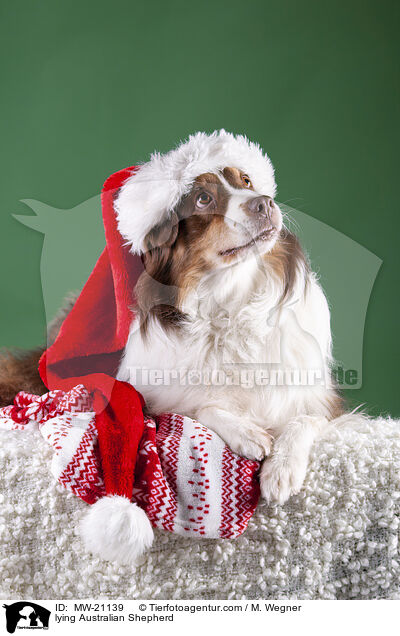 liegender Australian Shepherd / lying Australian Shepherd / MW-21139