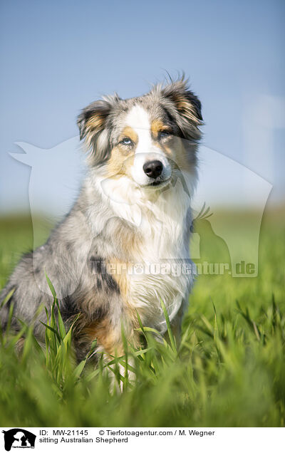 sitting Australian Shepherd / MW-21145