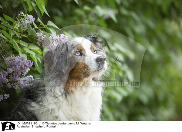Australian Shepherd Portrait / Australian Shepherd Portrait / MW-21196