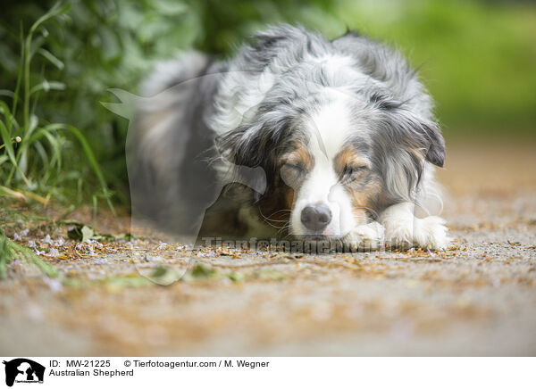 Australian Shepherd / Australian Shepherd / MW-21225