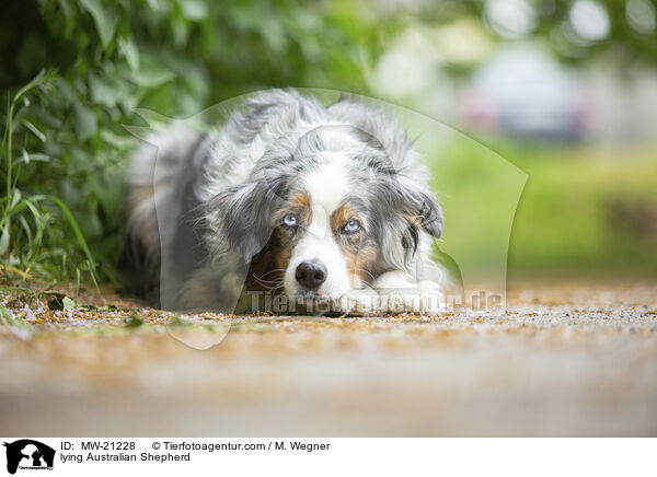 liegender Australian Shepherd / lying Australian Shepherd / MW-21228