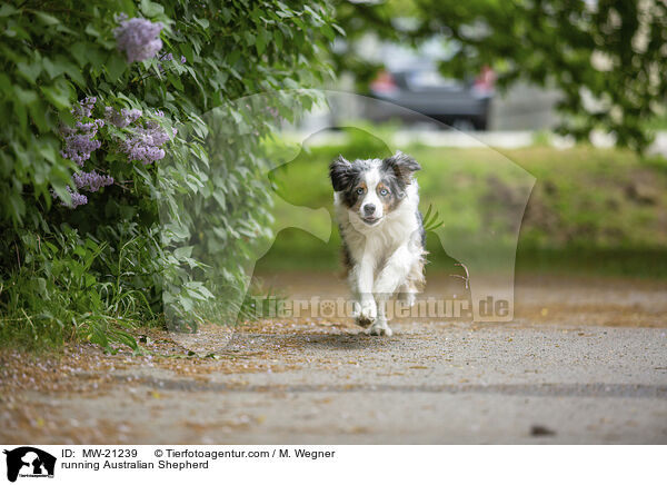 rennender Australian Shepherd / running Australian Shepherd / MW-21239