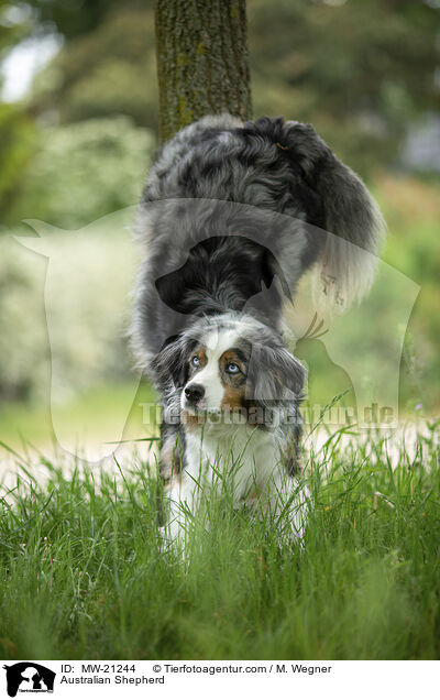 Australian Shepherd / MW-21244