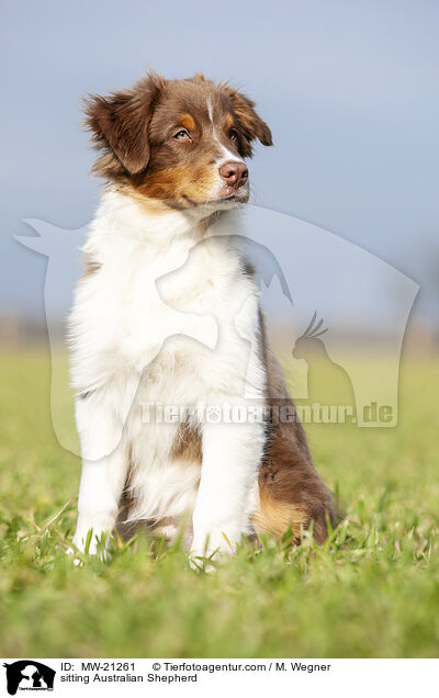 sitzender Australian Shepherd / sitting Australian Shepherd / MW-21261