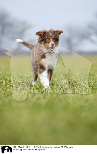 running Australian Shepherd / MW-21286