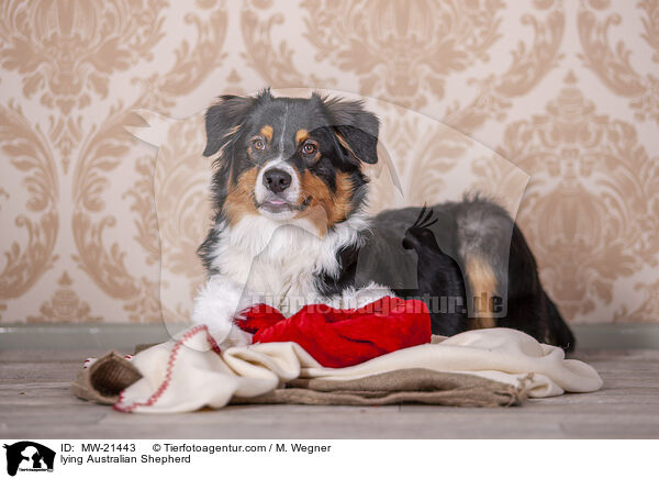 liegender Australian Shepherd / lying Australian Shepherd / MW-21443