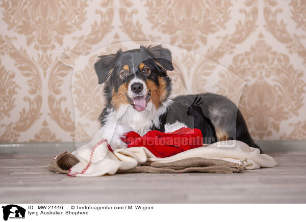 liegender Australian Shepherd / lying Australian Shepherd / MW-21446