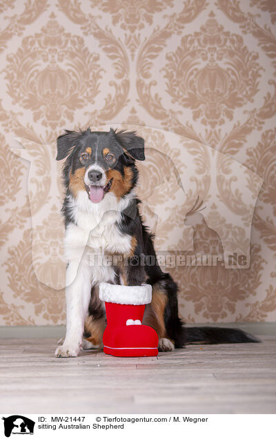 sitzender Australian Shepherd / sitting Australian Shepherd / MW-21447