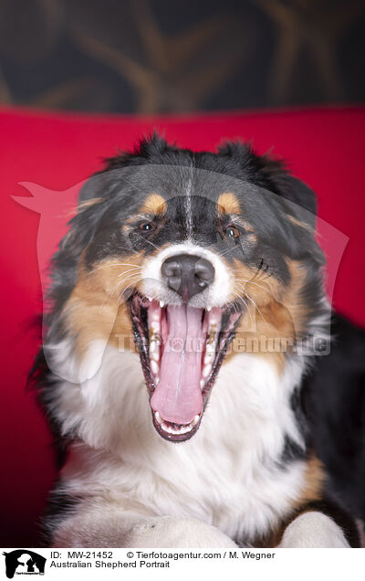 Australian Shepherd Portrait / Australian Shepherd Portrait / MW-21452