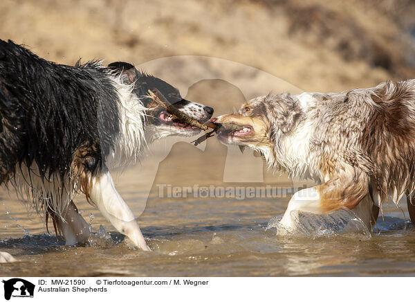 Australian Shepherds / MW-21590