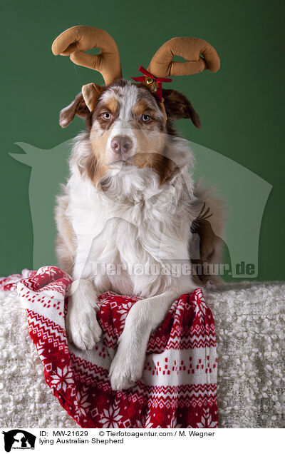 liegender Australian Shepherd / lying Australian Shepherd / MW-21629