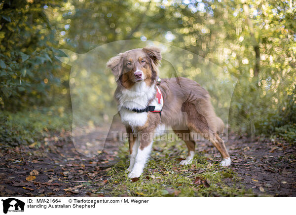 stehender Australian Shepherd / standing Australian Shepherd / MW-21664