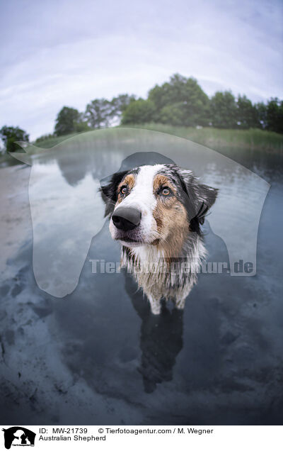 Australian Shepherd / MW-21739