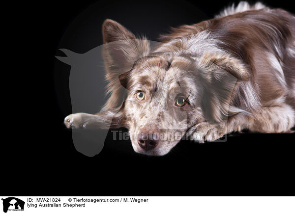 liegender Australian Shepherd / lying Australian Shepherd / MW-21824