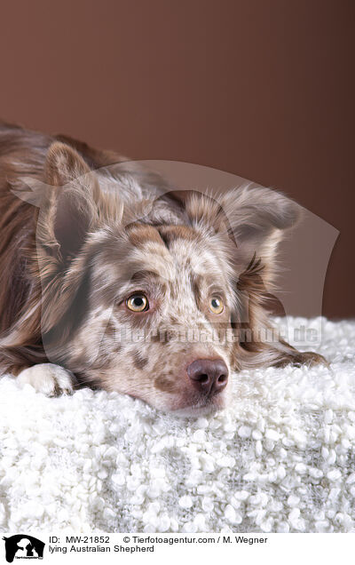 liegender Australian Shepherd / lying Australian Shepherd / MW-21852