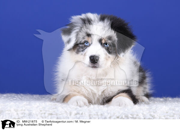 lying Australian Shepherd / MW-21875