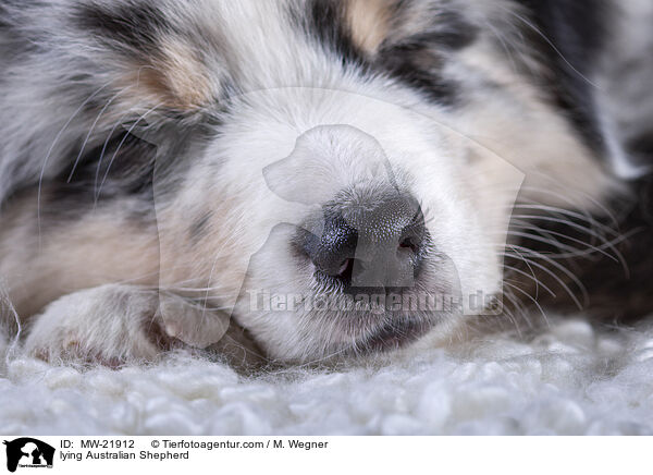 liegender Australian Shepherd / lying Australian Shepherd / MW-21912