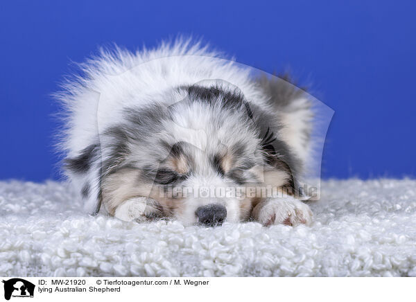 lying Australian Shepherd / MW-21920