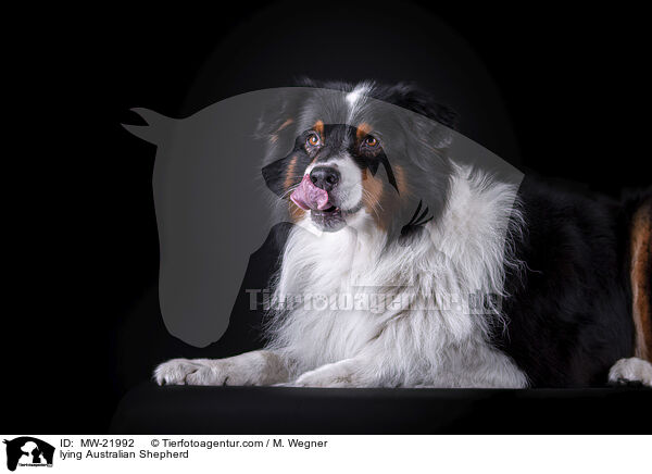 liegender Australian Shepherd / lying Australian Shepherd / MW-21992