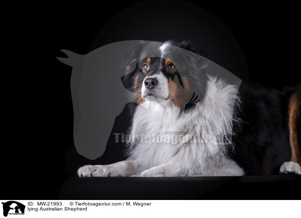 liegender Australian Shepherd / lying Australian Shepherd / MW-21993