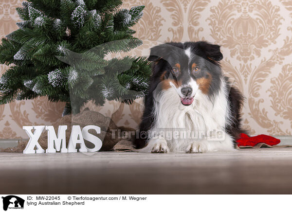 liegender Australian Shepherd / lying Australian Shepherd / MW-22045