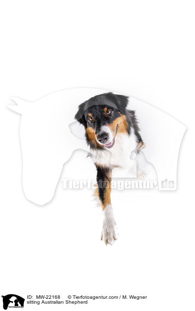 sitzender Australian Shepherd / sitting Australian Shepherd / MW-22168
