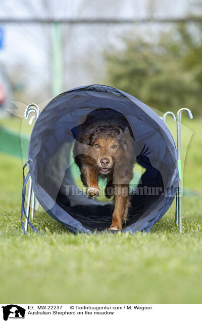 Australian Shepherd auf der Wiese / Australian Shepherd on the meadow / MW-22237