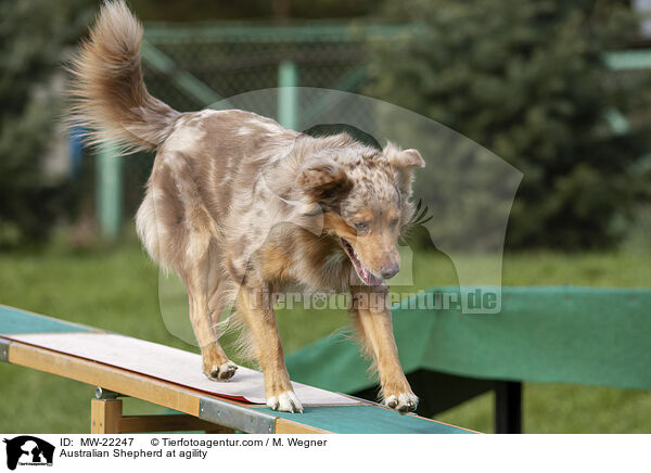 Australian Shepherd beim Agility / Australian Shepherd at agility / MW-22247