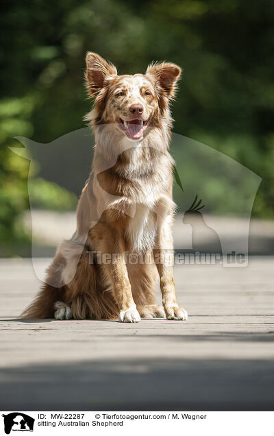 sitting Australian Shepherd / MW-22287