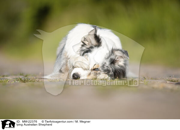 liegender Australian Shepherd / lying Australian Shepherd / MW-22376