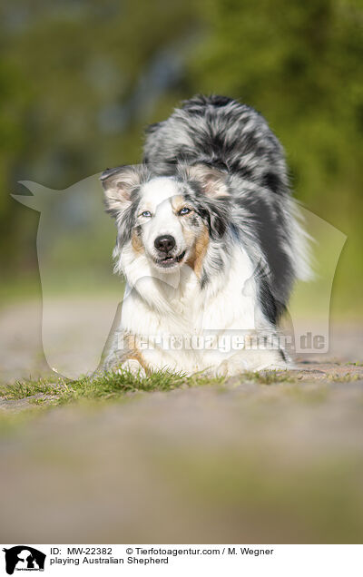 playing Australian Shepherd / MW-22382