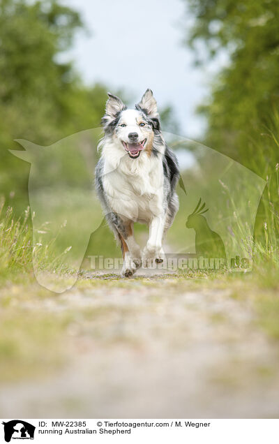 running Australian Shepherd / MW-22385