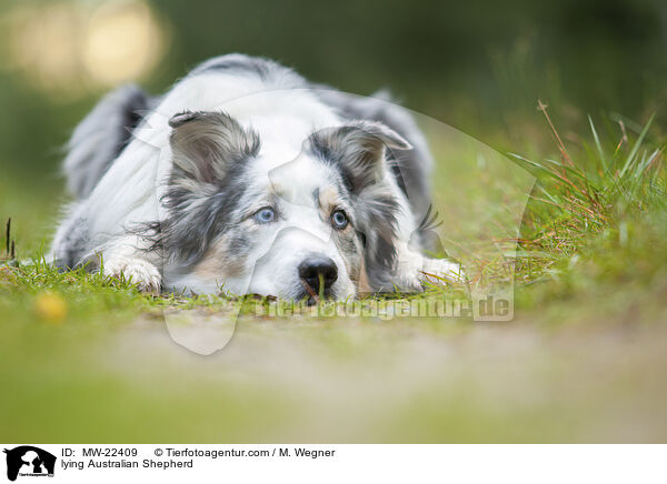 liegender Australian Shepherd / lying Australian Shepherd / MW-22409