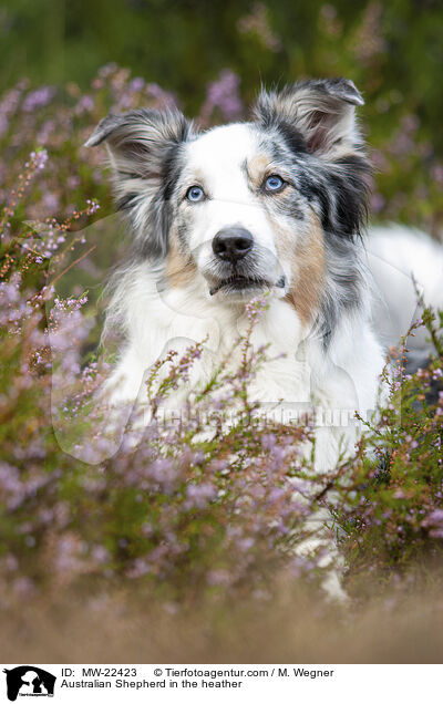 Australian Shepherd in der Heide / Australian Shepherd in the heather / MW-22423