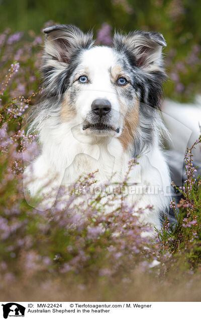 Australian Shepherd in the heather / MW-22424